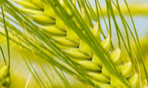 POLJOPRIVREDNI SAJMOVI 2017.